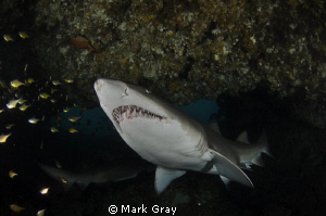 "Keeper of the cave"......GNS inside the "Cod Hole", Byro... by Mark Gray 